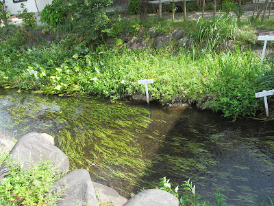 遊佐の湧水の小川の梅花藻