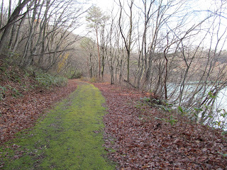 苔が美しい遊歩道
