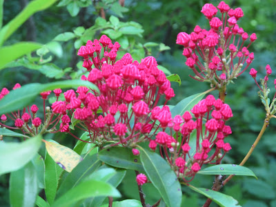 ボタニカルガーデン1