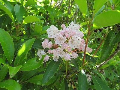 ボタニカルガーデン2