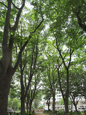 定禅寺通り欅並木