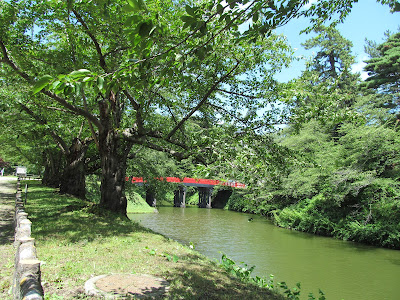 桜並木と赤い橋
