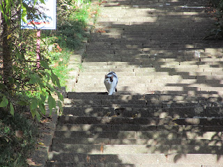 白黒猫のお出迎え