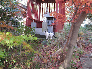 子育て観音の前の猫