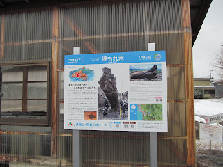 埋もれ木の展示解説